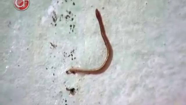 Черви в квартире