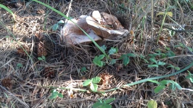 Сбор грибов смотреть онлайн