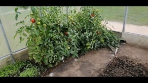 ??ТОМАТ ОЛЬГА - ФАВОРИТ СЕЗОНА. ОБЗОР ГИБРИДА