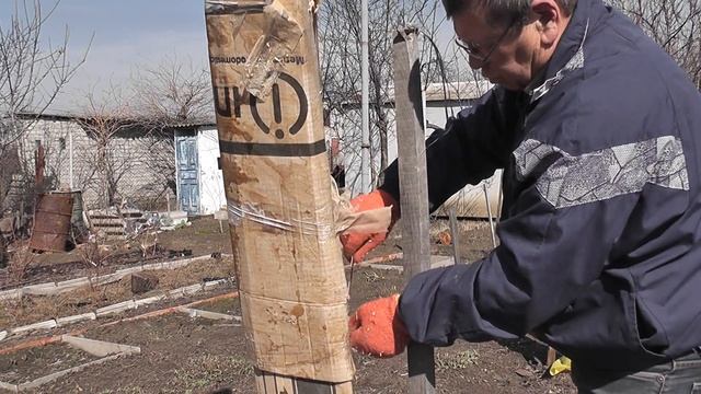 Хурма Россиянка. Открытие после зимы, которая вымерзала смотреть онлайн