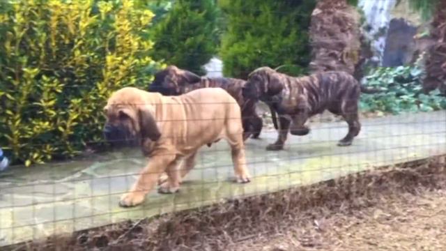 Фила Бразилейро    Fila Brasileiro