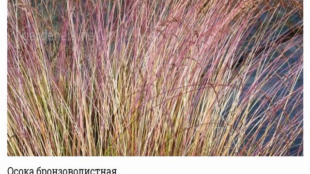 Схизахириум, канареечник и т.д. Злаки с красными листьями для ландшафтного декорирования. смотреть онлайн