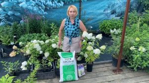 5 ПРАВИЛ ПОСАДКИ ГОРТЕНЗИИ