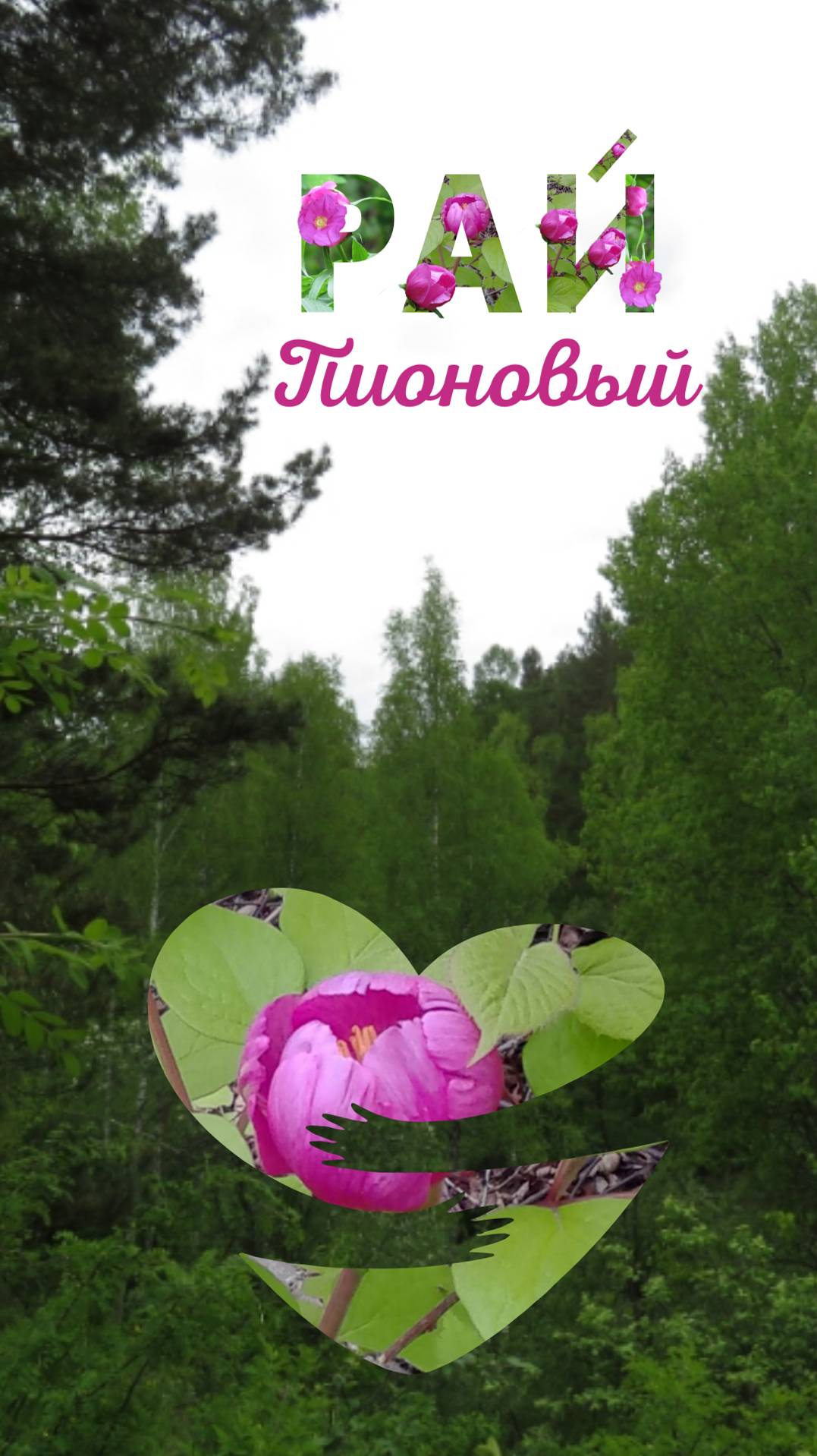 пионовый рай