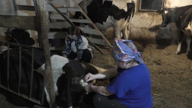 Тяжёлый отёл коровы/Первая дойка/Первое кормление телёнка смотреть онлайн