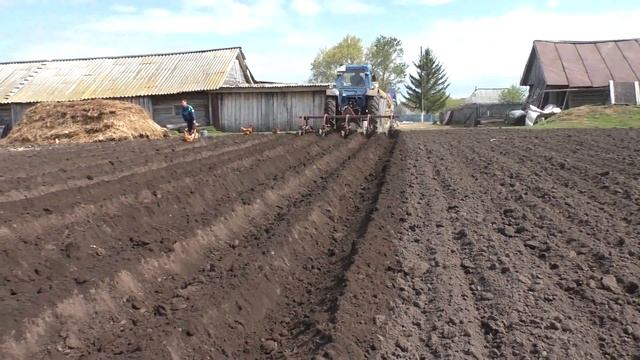 ТРАКТОР БЕЛАРУСЬ МТЗ-80 ДЕЛАЕТ КАНАВУ ДЛЯ ПОСАДКИ КАРТОШКИ!!! смотреть онлайн