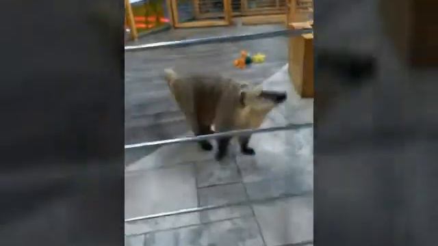 Ручной зоопарк смотреть онлайн