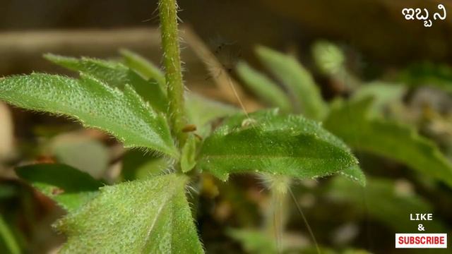 ಜಯಂತಿ ಗಿಡ, Tridax Procumbens, Coat Buttons, смотреть онлайн