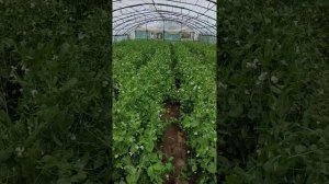 Горох(оскар и предало) в теплице