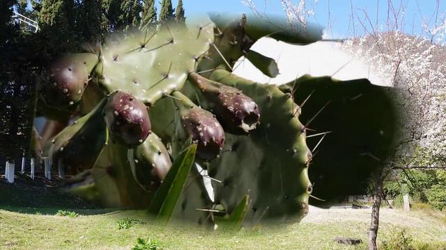 Новый Афон_Абхазия_ смотреть онлайн