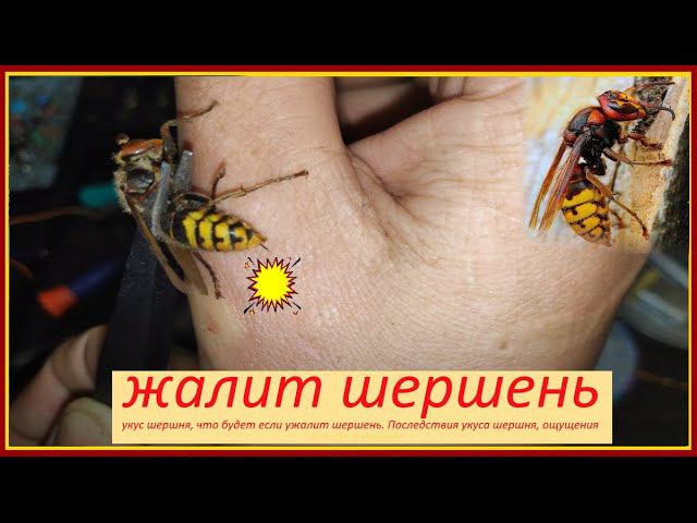 ШОК! Жалит шершень / опасно не повторять / ужалил шершень смотреть онлайн