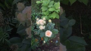 Розы из Светофора .