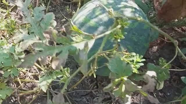 Арбузы со своего огорода. Выбираем спелый. смотреть онлайн