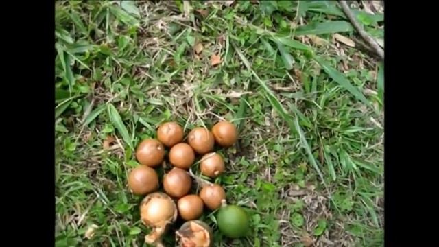 Macadamia Austrlia to the day of harvest смотреть онлайн
