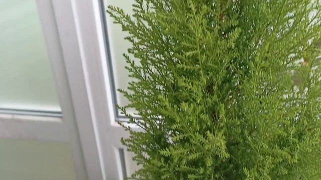 Комнатный кипарисовик Купрессус