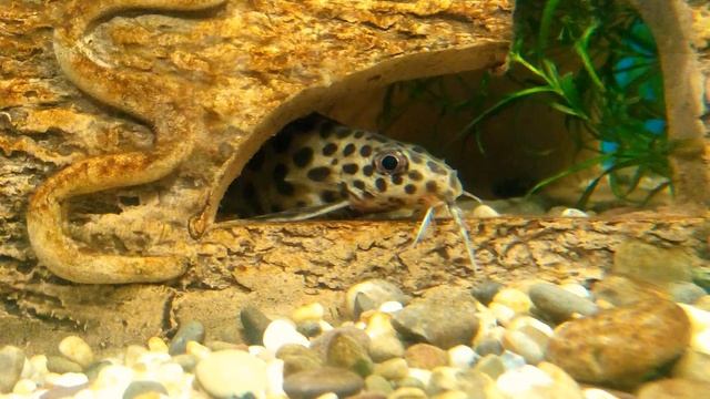 Сомик перевертыш (Синодонтис)