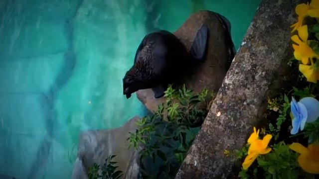 Морские котики в московском зоопарке смотреть онлайн