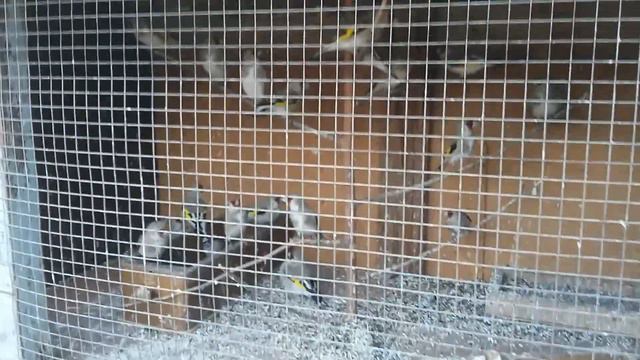 Щеглы в вольере. смотреть онлайн