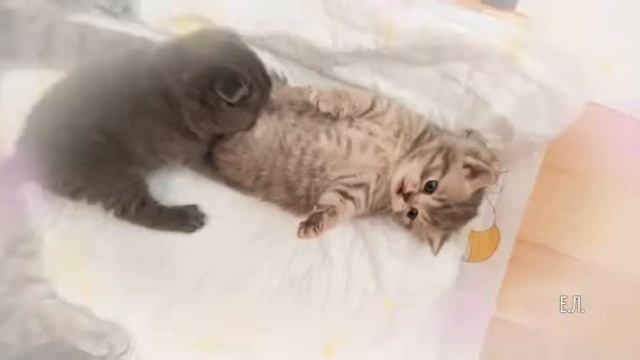 Мама шотландка играет со своими малышами котятами .Шотландская ибританская порода котят .??? смотреть онлайн