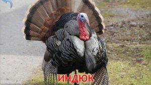 Учим названия животных, слушаем звуки животных