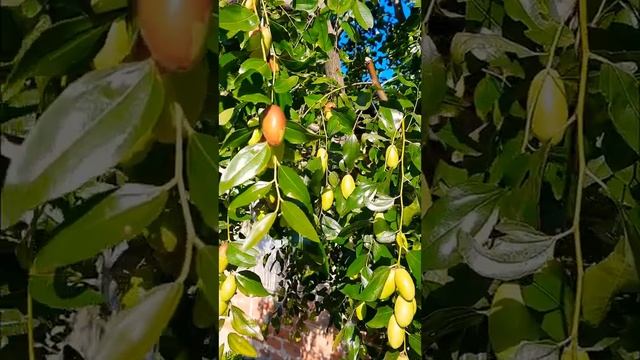 Дозревает Зизифус. Китайский финик в Украине. Зизифус. Осенние ягоды, фрукты. Плоды дерева Зизифус. смотреть онлайн