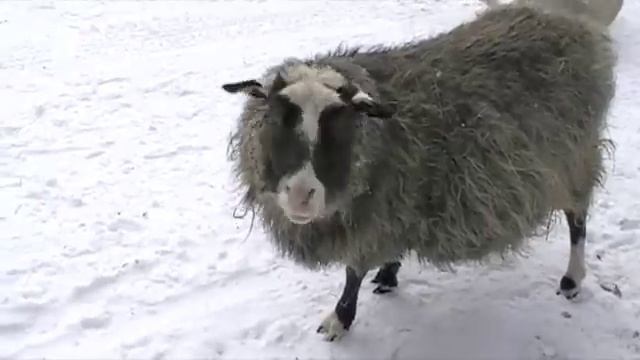 барашек смотреть онлайн