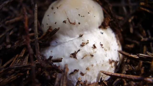 грибы в Дмитровском районе.wmv смотреть онлайн