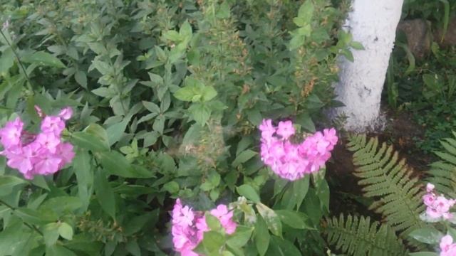 Бражник. Бабочка. Sphingidae смотреть онлайн