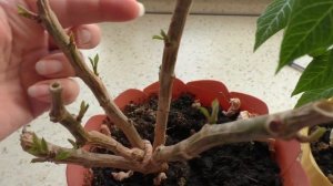 Как обрезать пуансеттию