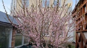 Персик. Как обрезать правильно и добиться хорошего урожая.