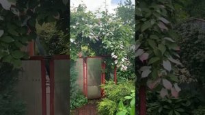 Актинидия коломикта Адам