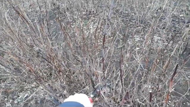 Обрезка ремонтантной, малины смотреть онлайн