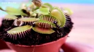 Сможет ли мухоловка поймать мух