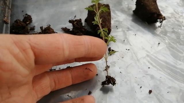 Биденс.Размножение.