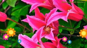 Клематис гибридный Принцесса Диана. Краткий обзор, описание характеристик clematis Princess Diana