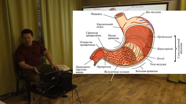 Пищеварительная система человека | Алексей Сивухин смотреть онлайн
