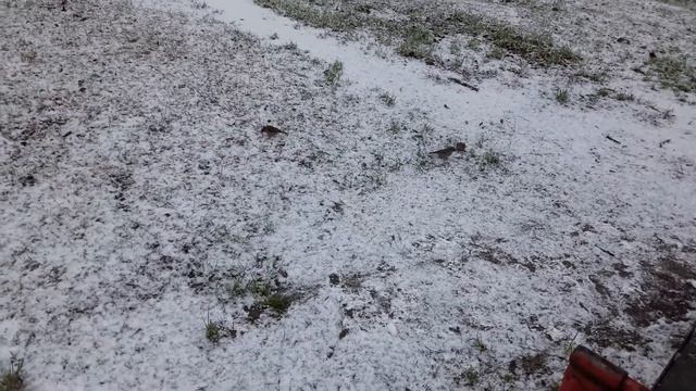 Маленькие воробьи на снегу смотреть онлайн
