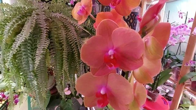 ФАЛЕНОПСИСЫ! Новые групповые посадки!