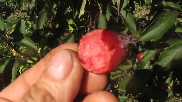 Краснолистая красномясая 