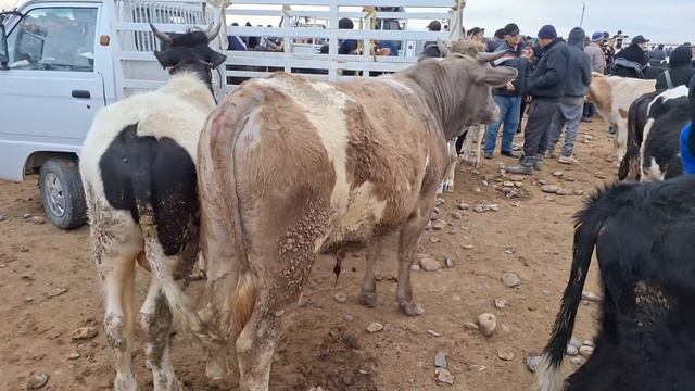 BOQMA SEMIZ KICHIK BUQALAR TAROZIGA OYOQDA SAVDOLARI SURXONDARYO MUZRABOT ZANG MOLBOZORI 23.03.2024
