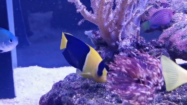 Centropyge Bicolor ( Pesce Angelo Bicolore)