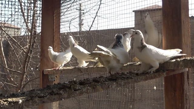 ГОЛУБИ АРМЯНСКИЕ МРАМОРНЫЕ ШЕЙКИ В РОССИИ -ARMENIAN PIGEONS (в гостьях) смотреть онлайн