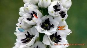 Дельфиниум гибридный Мэджик Фонтейн Вайт Дарк Би ? обзор: как сажать, саженцы дельфиниума