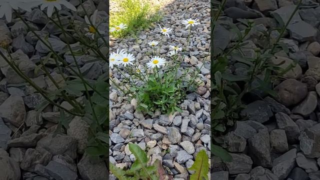 Как хочется жить!#лето #дача #природа #ромашки# смотреть онлайн