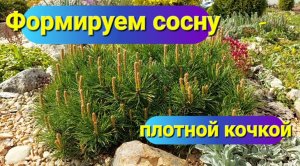 формируем горную сосну.mp4