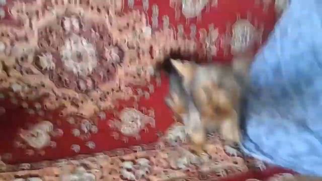 Йорк.Крым,Россия-НАВСЕГДА! смотреть онлайн