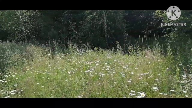 Ищем грибы, но нашли земляника. смотреть онлайн