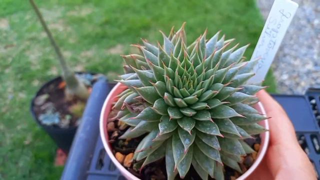 GRAPTOVERIA SILVER STAR