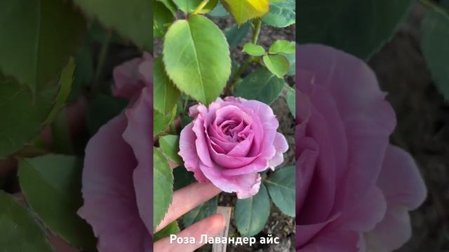 Роза лавандер айс / Lavender Ice