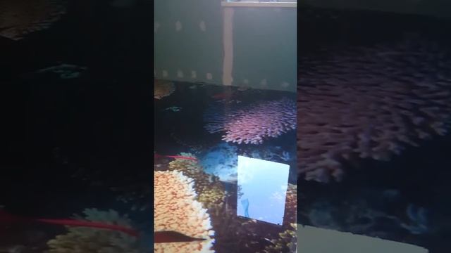 3D полы от СК Пальмира №2